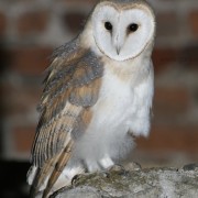 Barn Owl young2